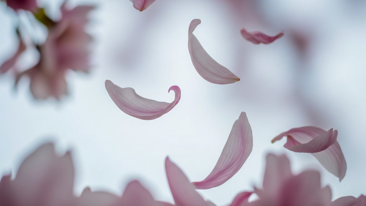 Pétales de cerisier sakura tombant dans le vent, beauté éphémère et mélancolie japonaise